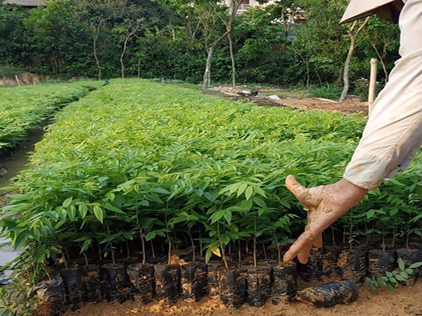 Red Sua Tree Seeds (Huynh Dan, Trac Thot, Hue) Ct500 - Pack of 20 Seeds