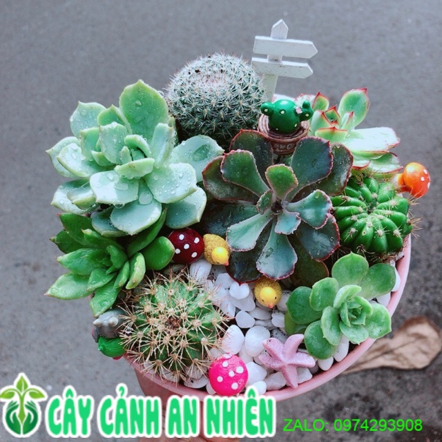Chậu sen đá tiểu cảnh