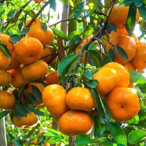 GIỐNG QUÝT NGỌT THÁI LAN KHÔNG HẠT( quýt đường Thái Lan)