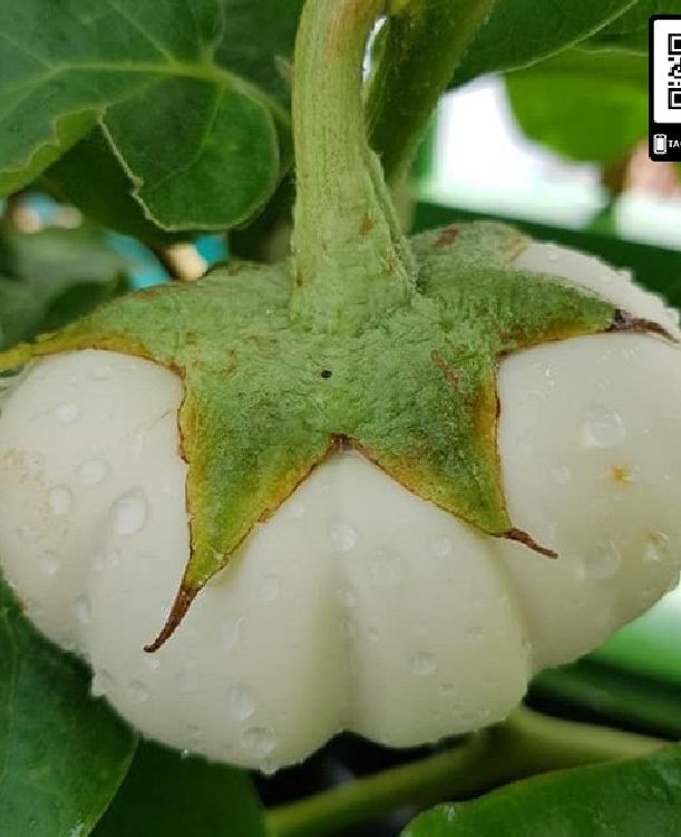 "Gói 0,5gram " Hạt giống cà bát trắng cao sản