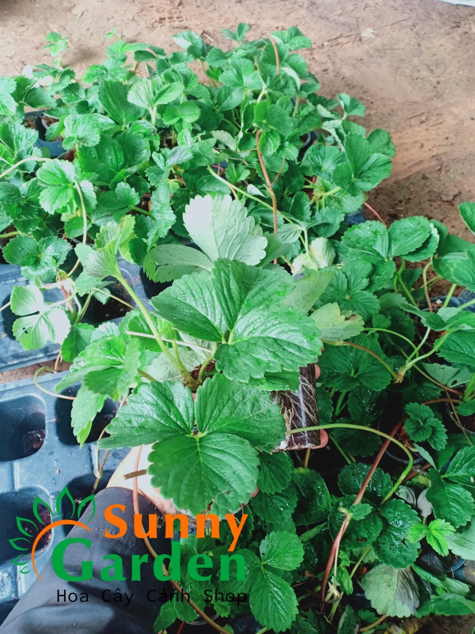 Combo 5 Ngó Dâu Mỹ Tù - Cây Ăn Quả