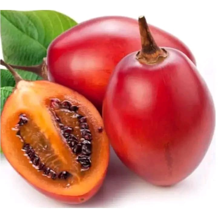 Cây giống cà chua thân gỗ