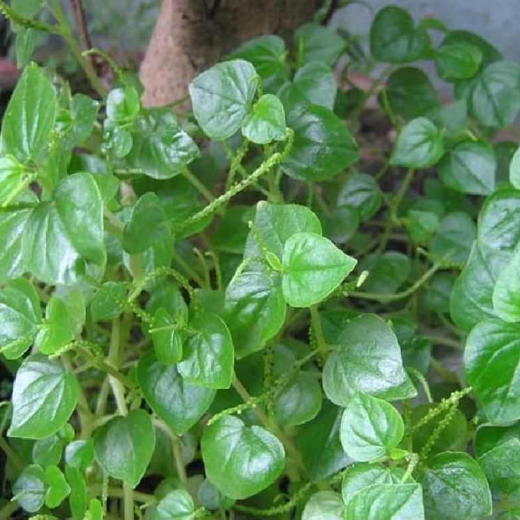 Hạt Giống Rau Càng Cua  0,5gr/gói