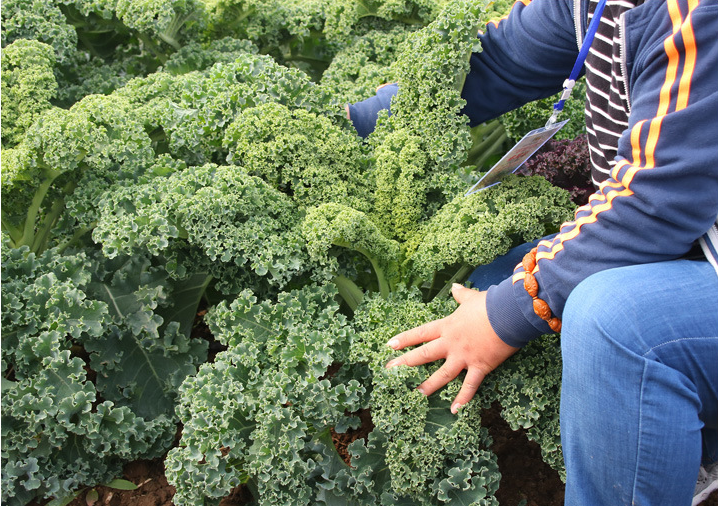 [Lấy mã giảm thêm 30%] Gói Hạt Giống Cải Kale