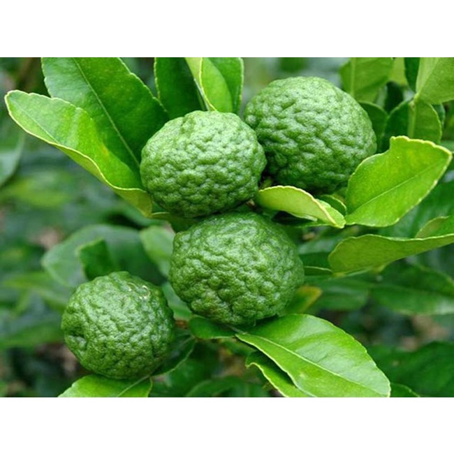 Cây chanh chúc Thái lan giống