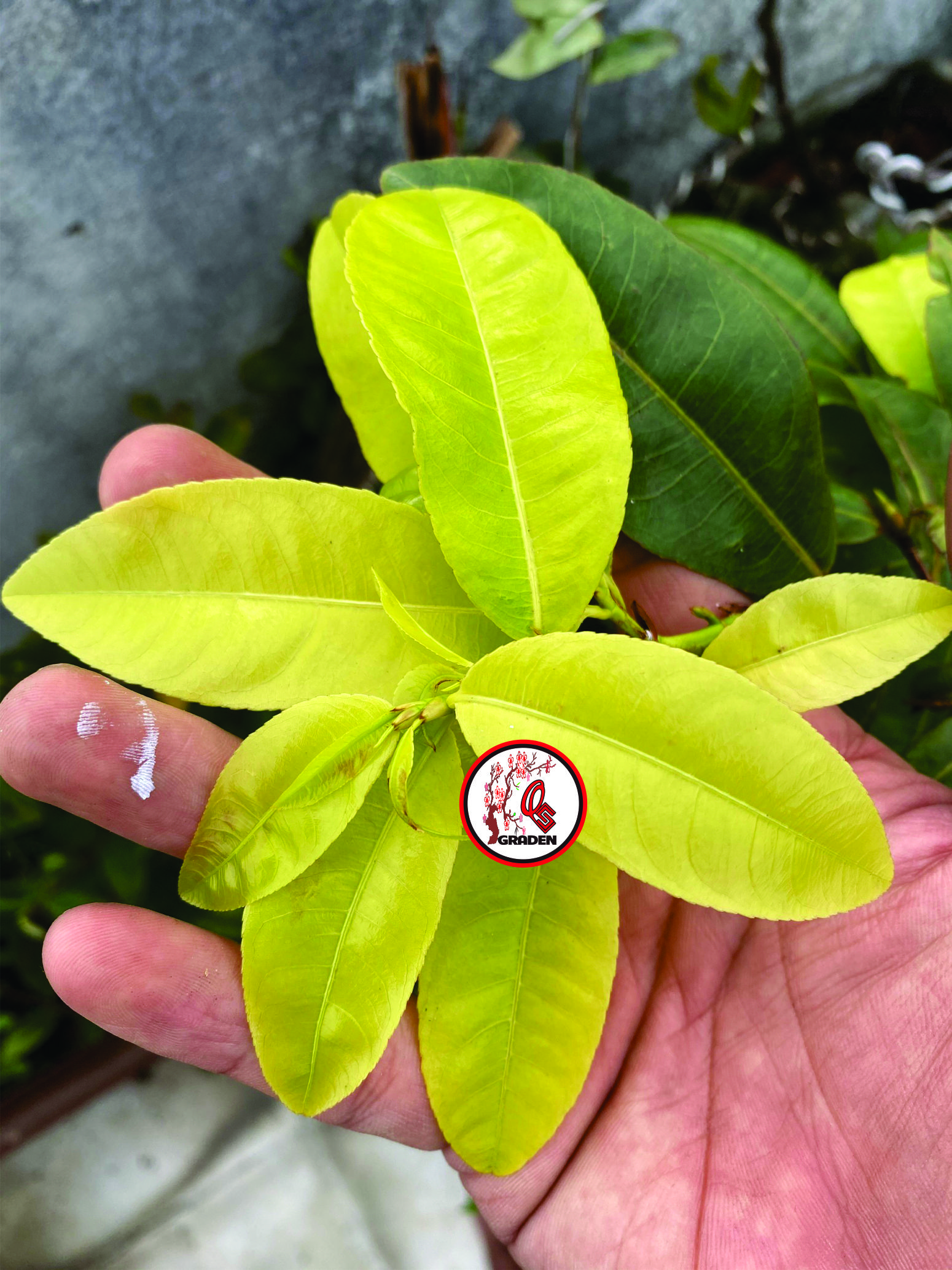 ( hàng tốt ) Hoa Mai Lá Ngọc Cành Vàng