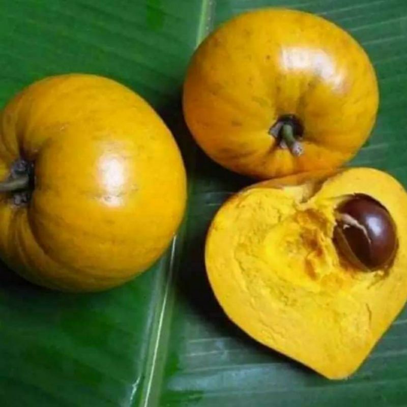 2 cây giống lekima(CÂY GIỐNG NGỌC HIẾU)