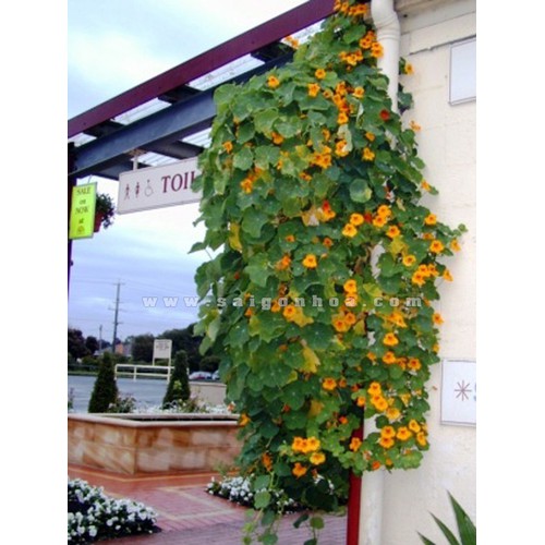 Hạt Giống Sen cạn Mix 15 Hạt/ Gói goden seed