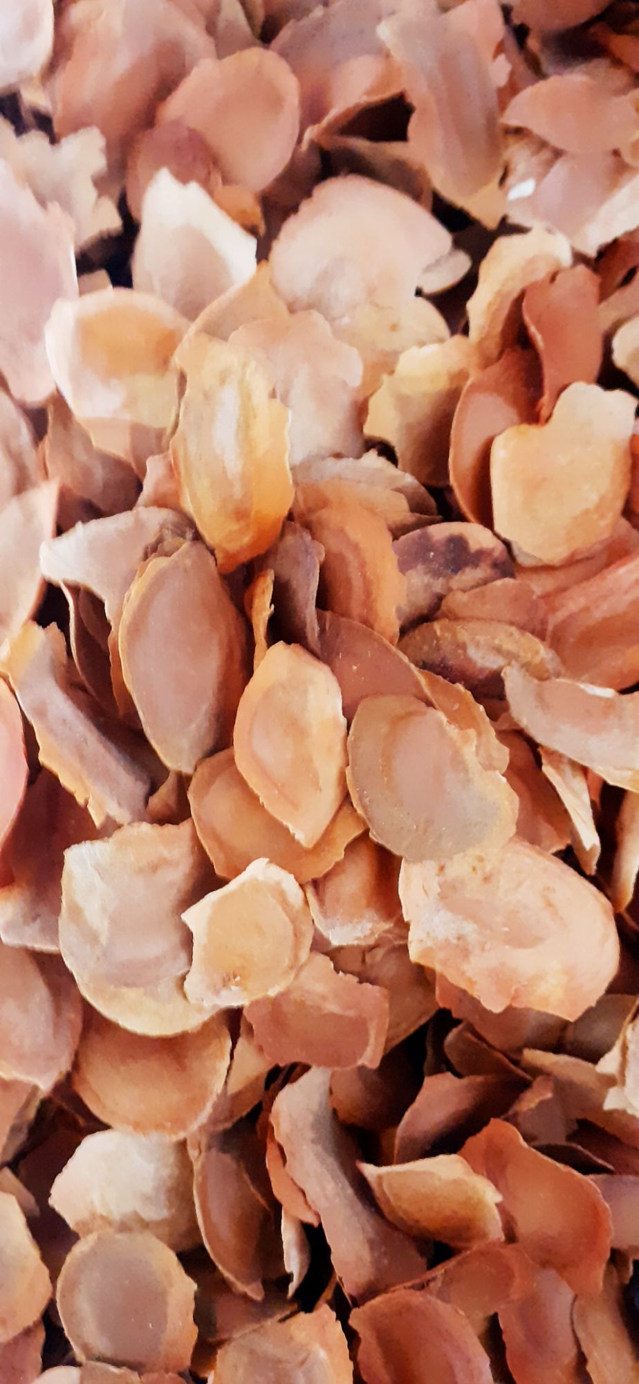 200 gram hạt xà cừ