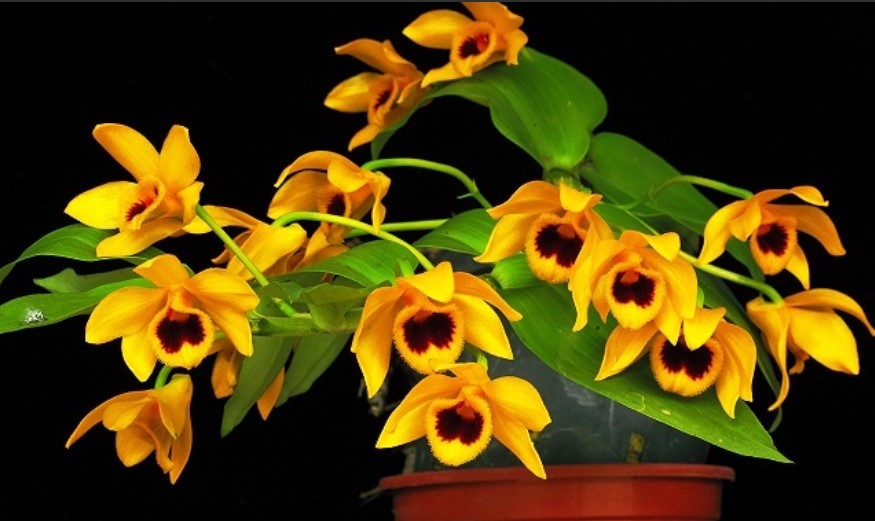 Phi điệp TRẦM VÀNG, ki to khỏe hoa đẹp hiếm (ki dài 15-20cm)