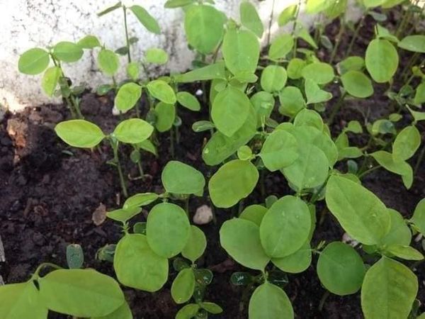Hạt giống rau ngót ta gói 30 hạt