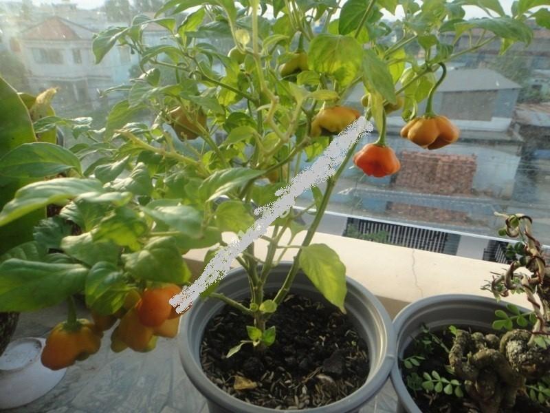 Hạt giống ớt chuông gió ( ớt hoa hồng ) 20 hạt/gói
