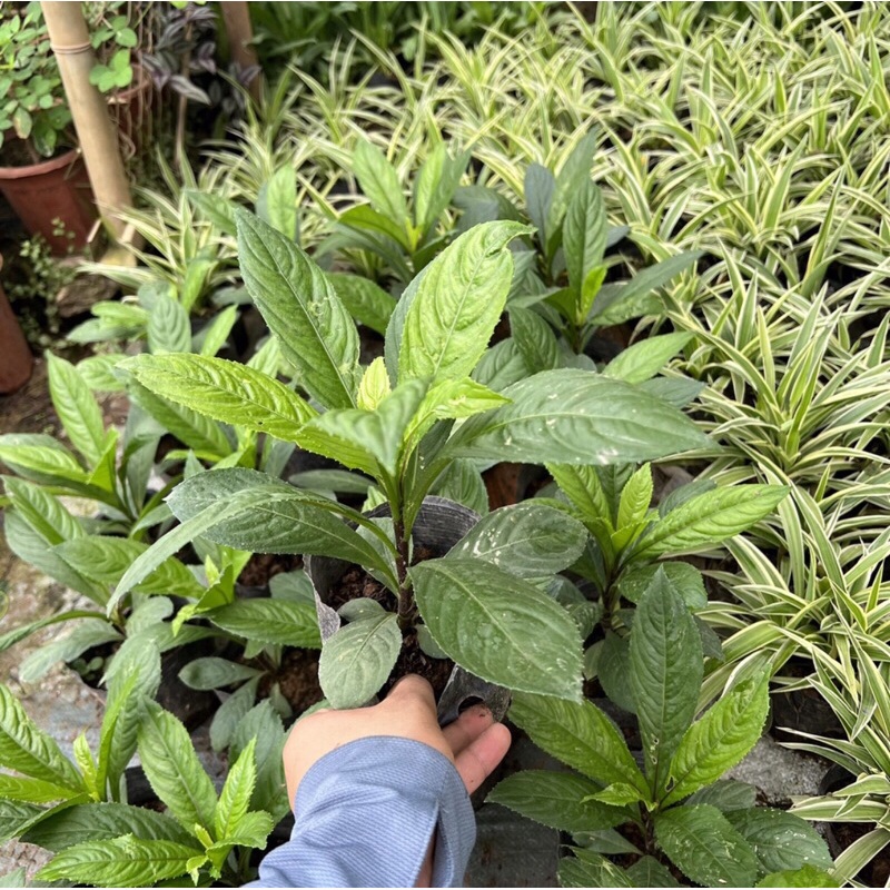 Combo 3 gói hạt giống cây xương xông-gói 50 hạt-tặng kèm phân bón