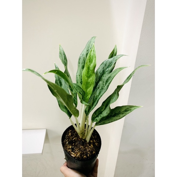 Cây giữ tiền Thái lá nhỏ