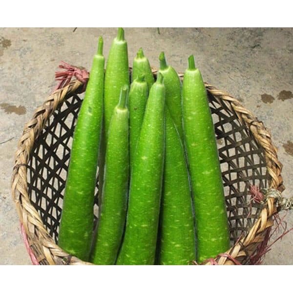 HẠT GIỐNG BẦU SAO – NẢY MẦM NHANH, DỄ TRỒNG, NĂNG SUẤT CAO