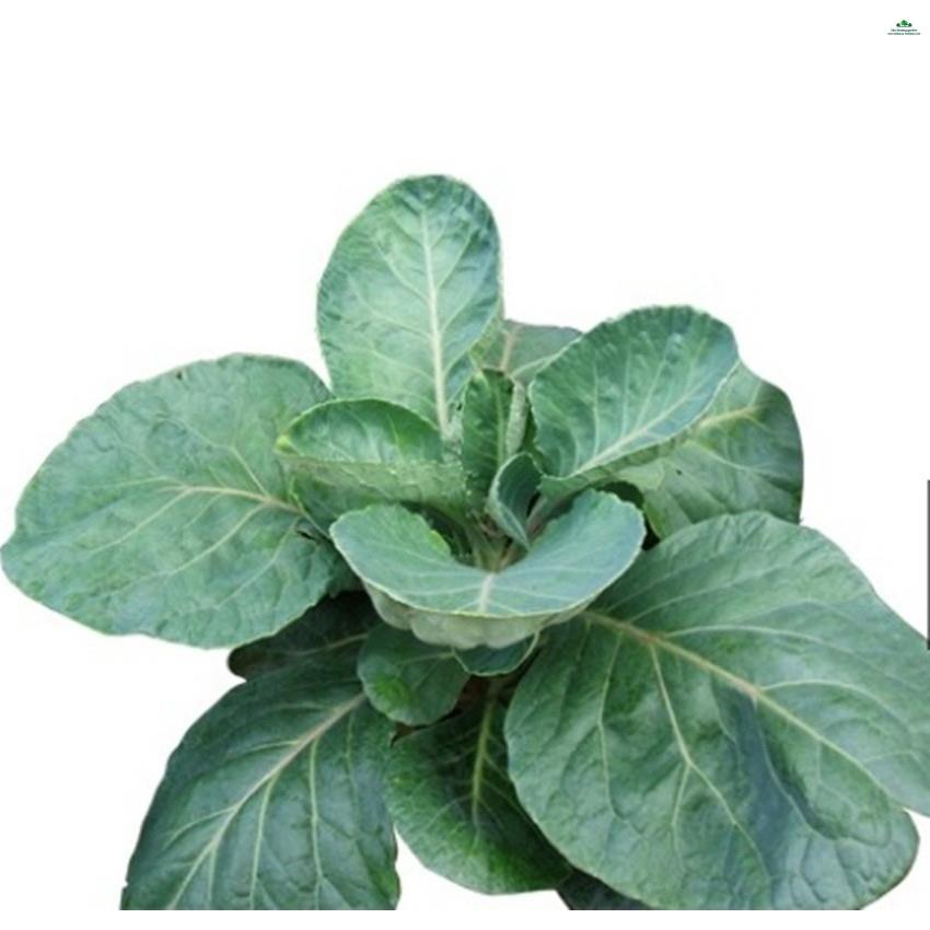 HẠT CẢI RỔ - GÓI 5 GRAM