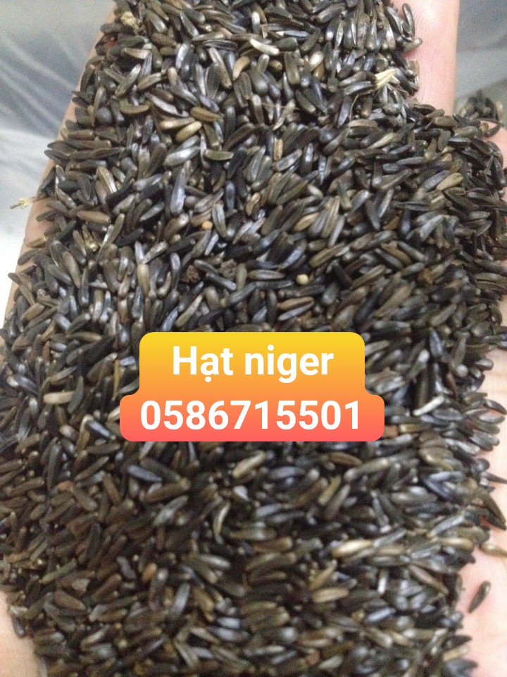 hạt niger kích cồ cho chim yến hót - manh manh