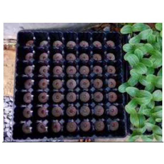Viên Nén Xơ Dừa Ươm Hạt Giống (SET 10 viên)