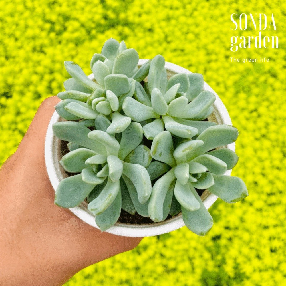 SEN ĐÁ RUBY TRẮNG SIZE TRUNG BÌNH SIÊU KHỎE ĐẸP LỖI 1 ĐỔI 1