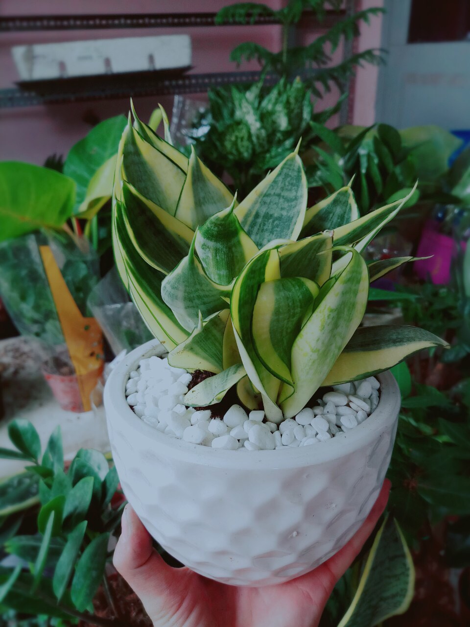 [HCM]Cây Lưỡi Hổ Thái Vàng