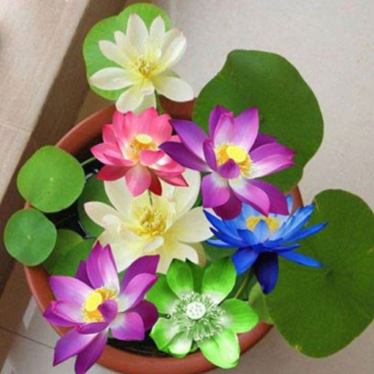 10 Mini Japanese Lotus Seeds of All Colors (Cut Off the Ends)