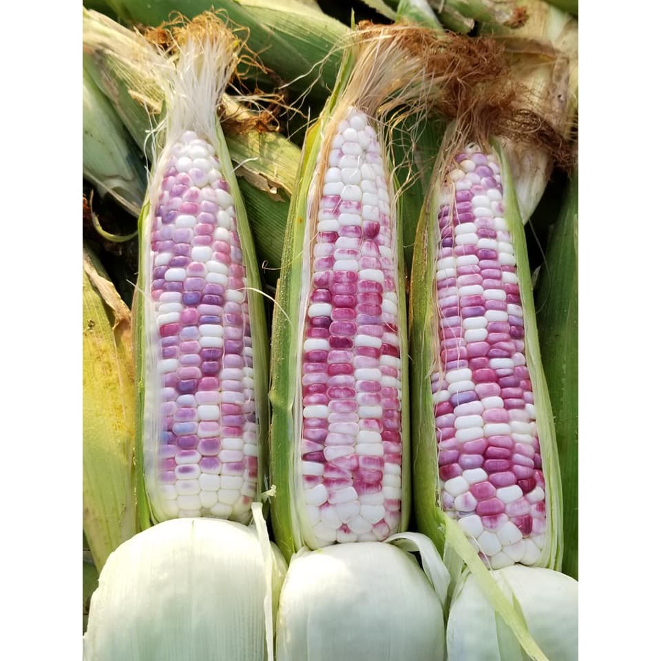 Hạt Giống Bắp Nếp Dẽo Cẩm Hồng (5gr)