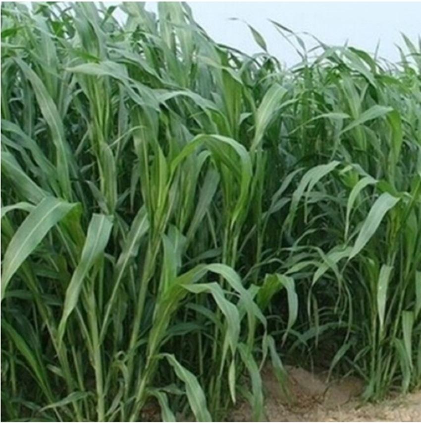 Hạt giống Cỏ Voi - Gói 20g