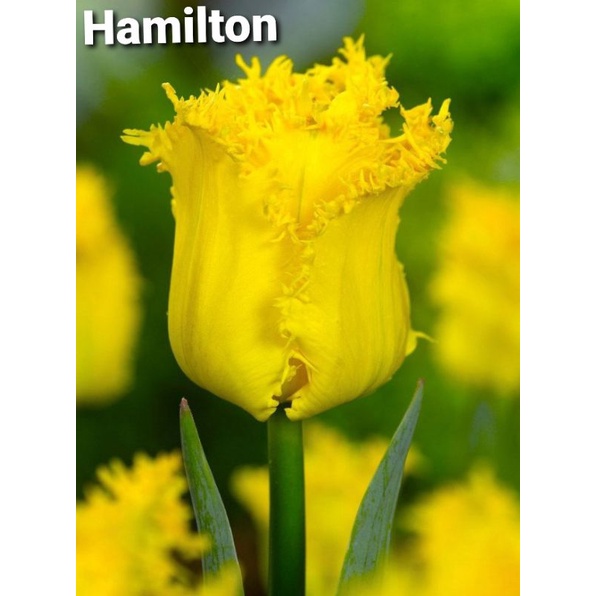 Củ giống hoa Tulip đơn - Hà Lan