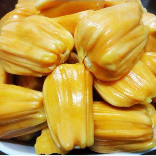 Cây mít thái giống vàng siêu sớm