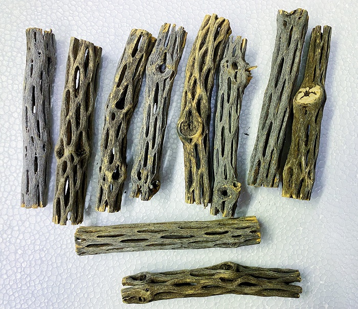 "Hoàn tiền đến 10%" LỦA CHOLLA 15CM TRANG TRÍ HỒ TÔM TÉP CÁ CẢNH