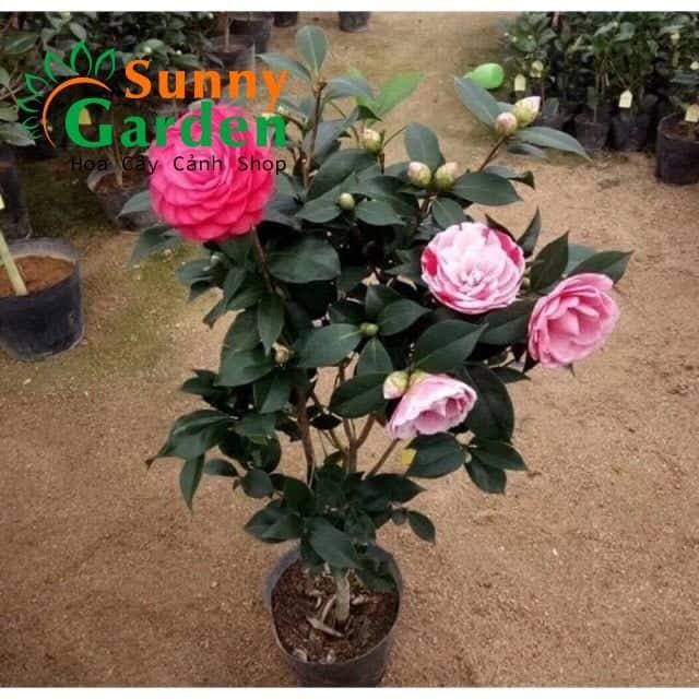 Cây Trà Mi 3 Màu - Cao từ 60cm - 1m - Cây Cảnh