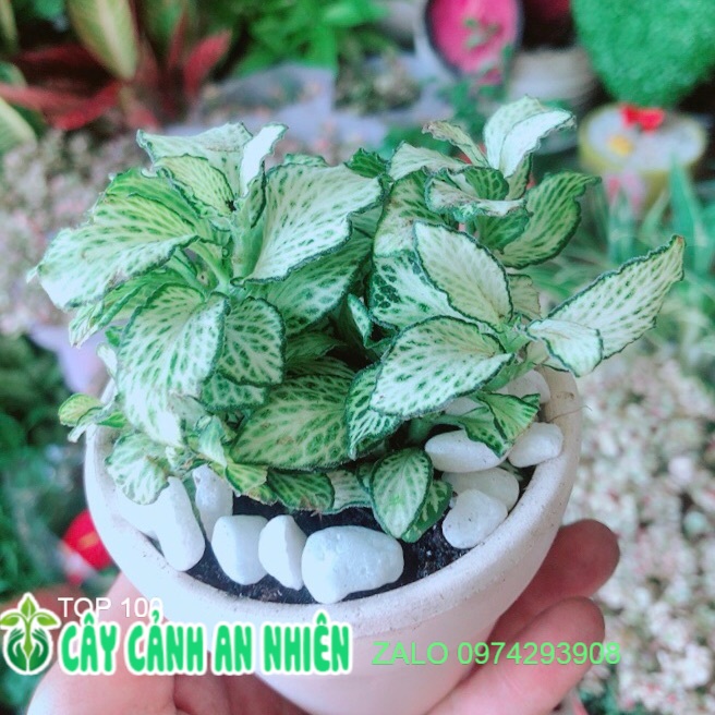Chậu Cây Cẩm Nhung Xanh