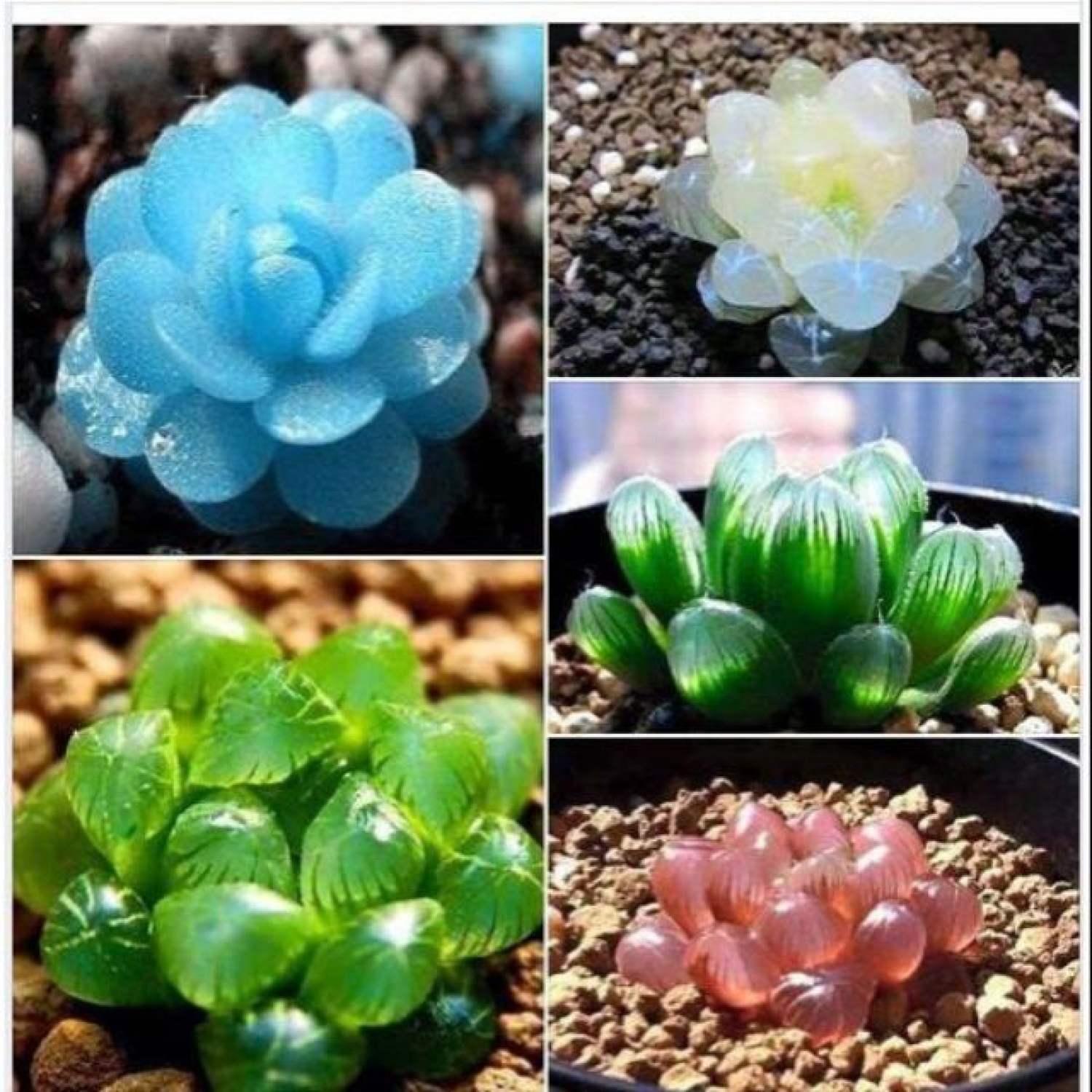 Ma68 gói 20 hạt giống sen đá kim cương