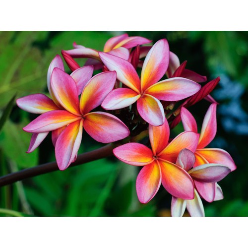 CÂY HOA ĐẠI ĐỎ (HOA SỨ , HOA SỨ CÙI ) SIÊU ĐẸP-BẦU CÂY GIỐNG
