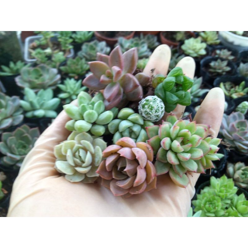 Combo 5 cây sen đá mini 5 loại