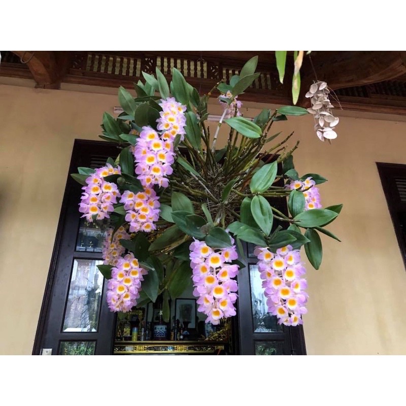Hoa lan kiều hồng chơi tết