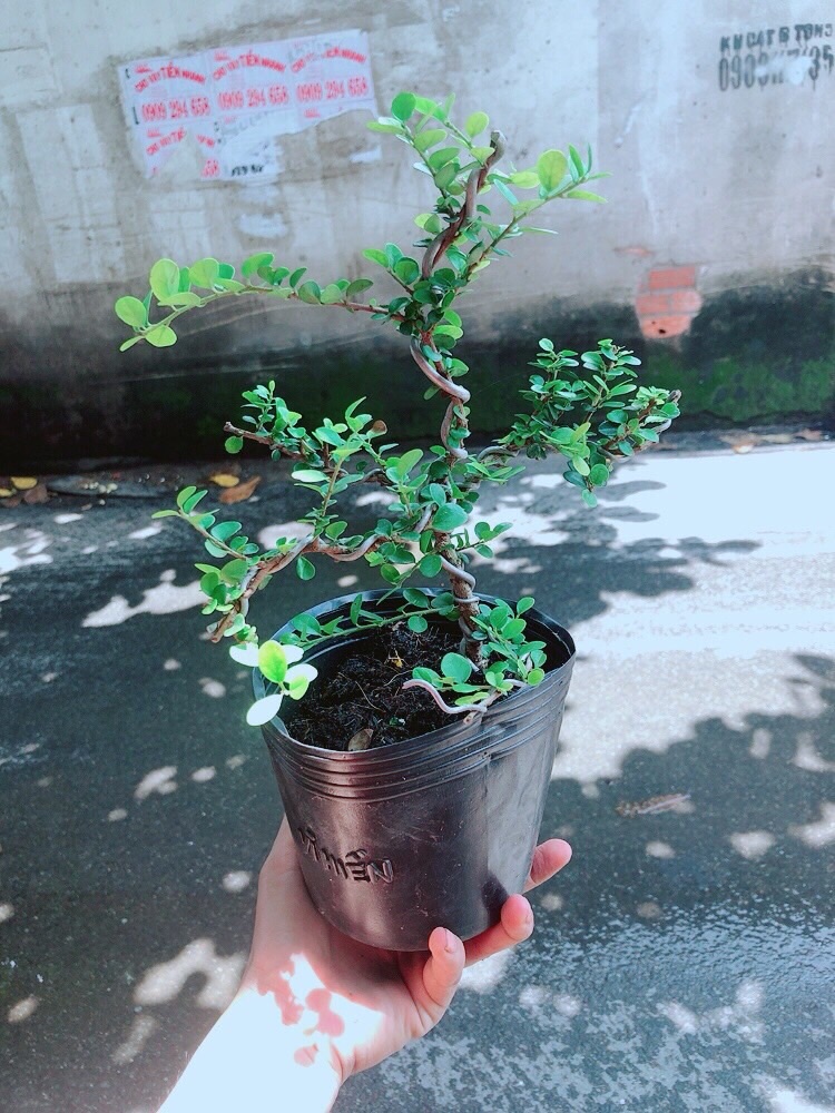 Linh Sam Bonsai