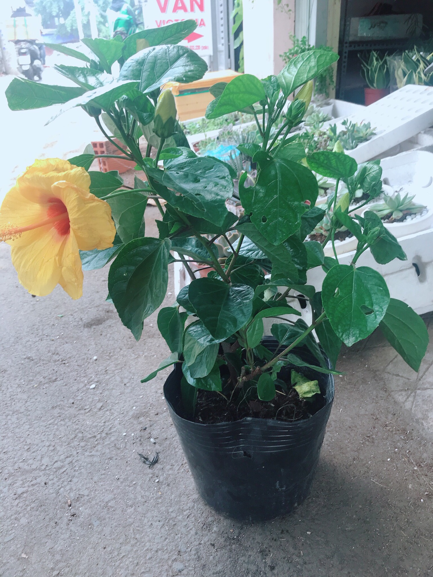 Chậu hoa dâm bụt vàng kép