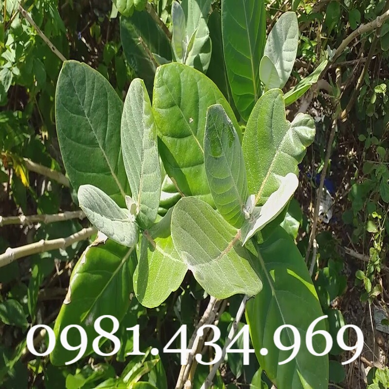 Lá Hen Khô 01 KG (Bàng Biển, Bồng Bồng, Lưỡi Bò) Sạch
