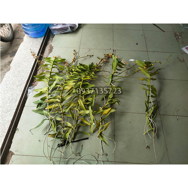 [HCM]hoa lan bò cạp rằn -có 2 vòi hoa