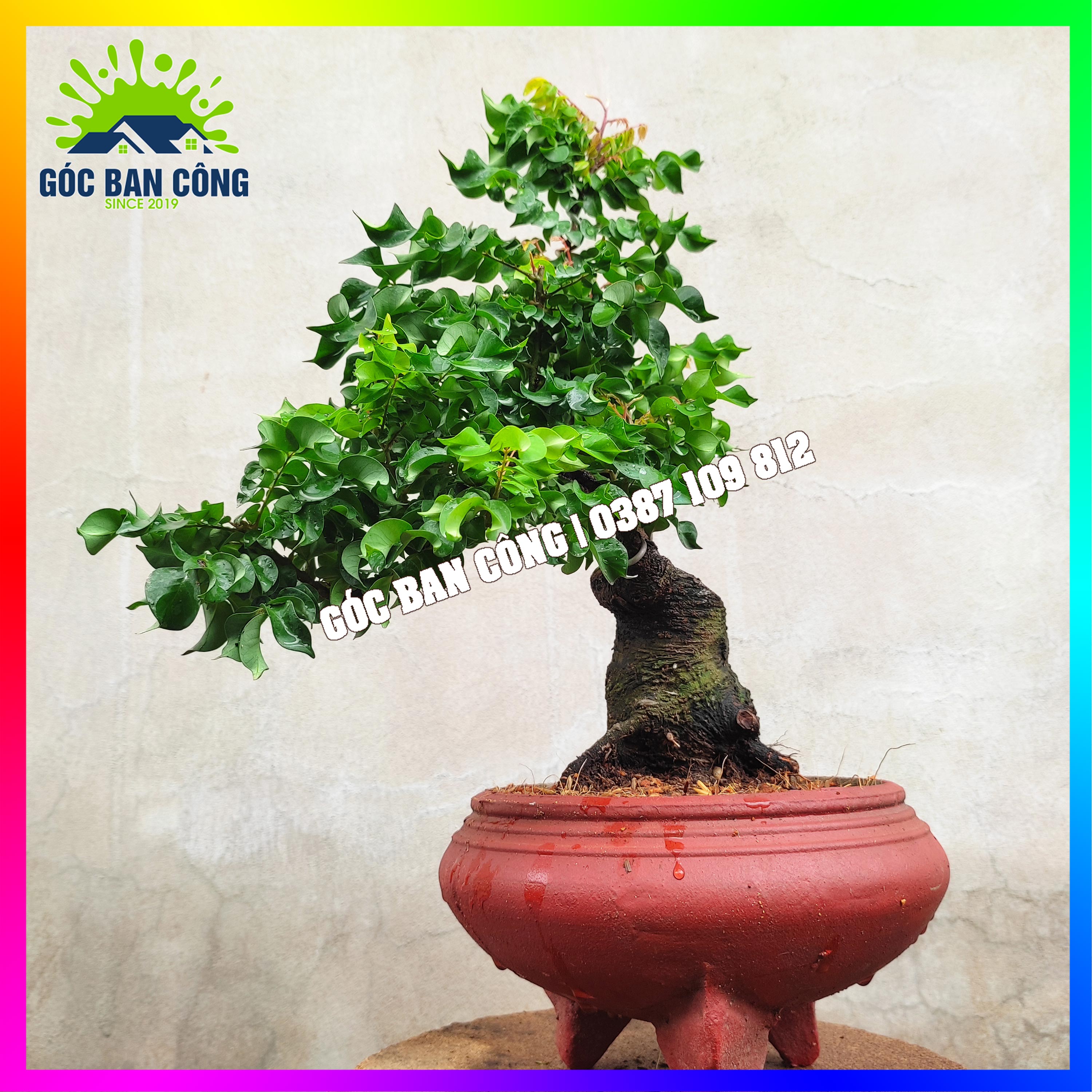 Cây Khế Bonsai Mini - KT01