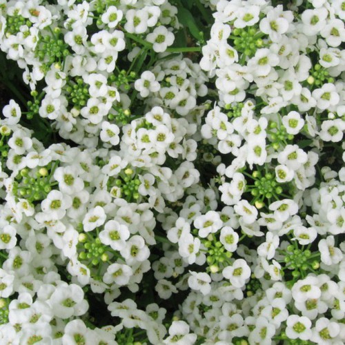 Hạt giống hoa ngàn sao mix - Gói 100 hạt
