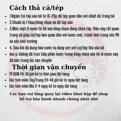 cá chuột albino trang trí bể thủy sinh