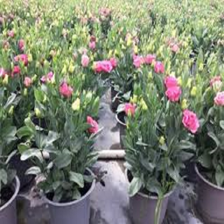 CHẬU CÁT TƯỜNG ĐỦ MÀU