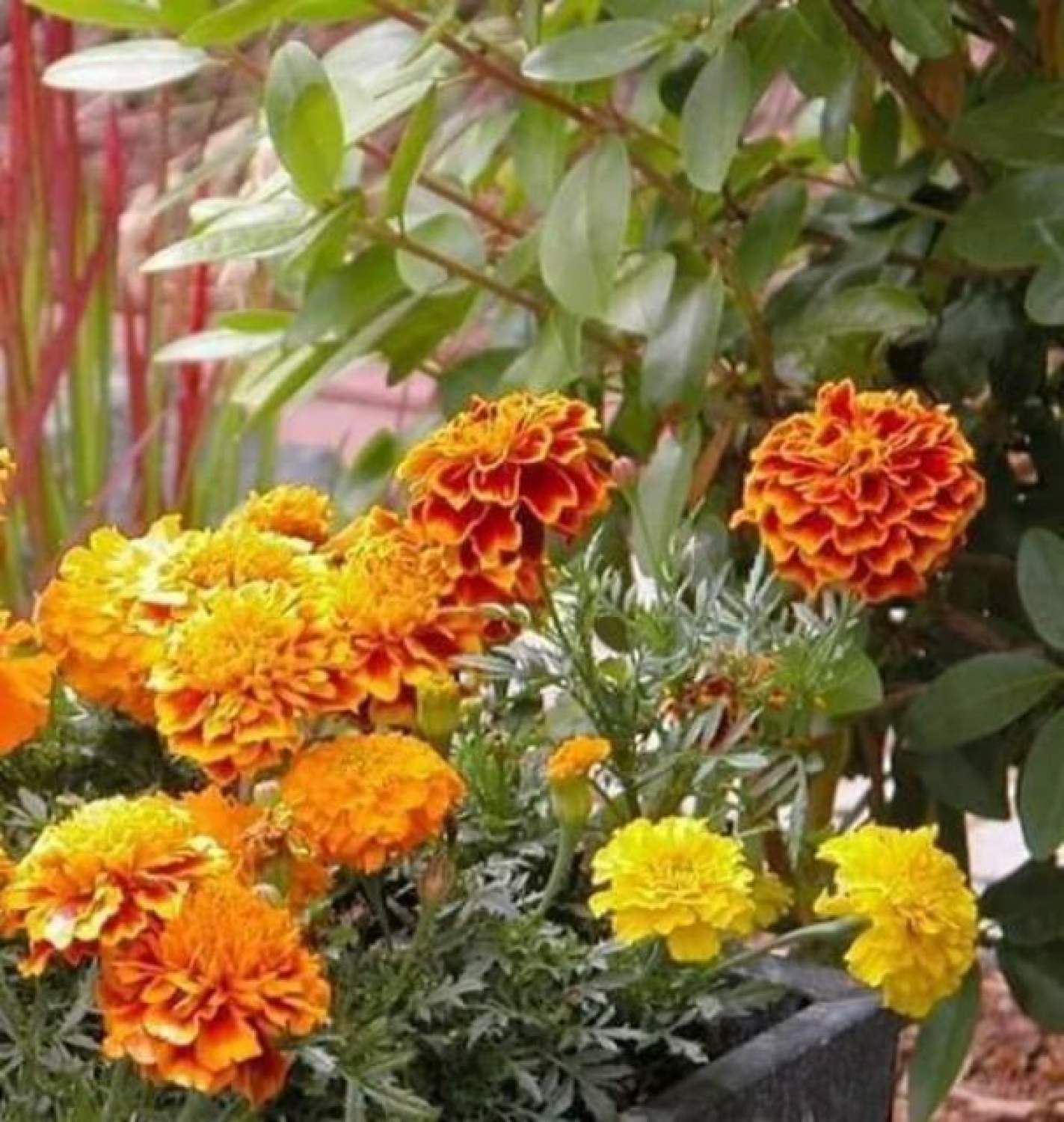 MA273 GÓI HẠT GIỐNG CÚC VẠN THỌ ONG LỬA gói 50 hạt
