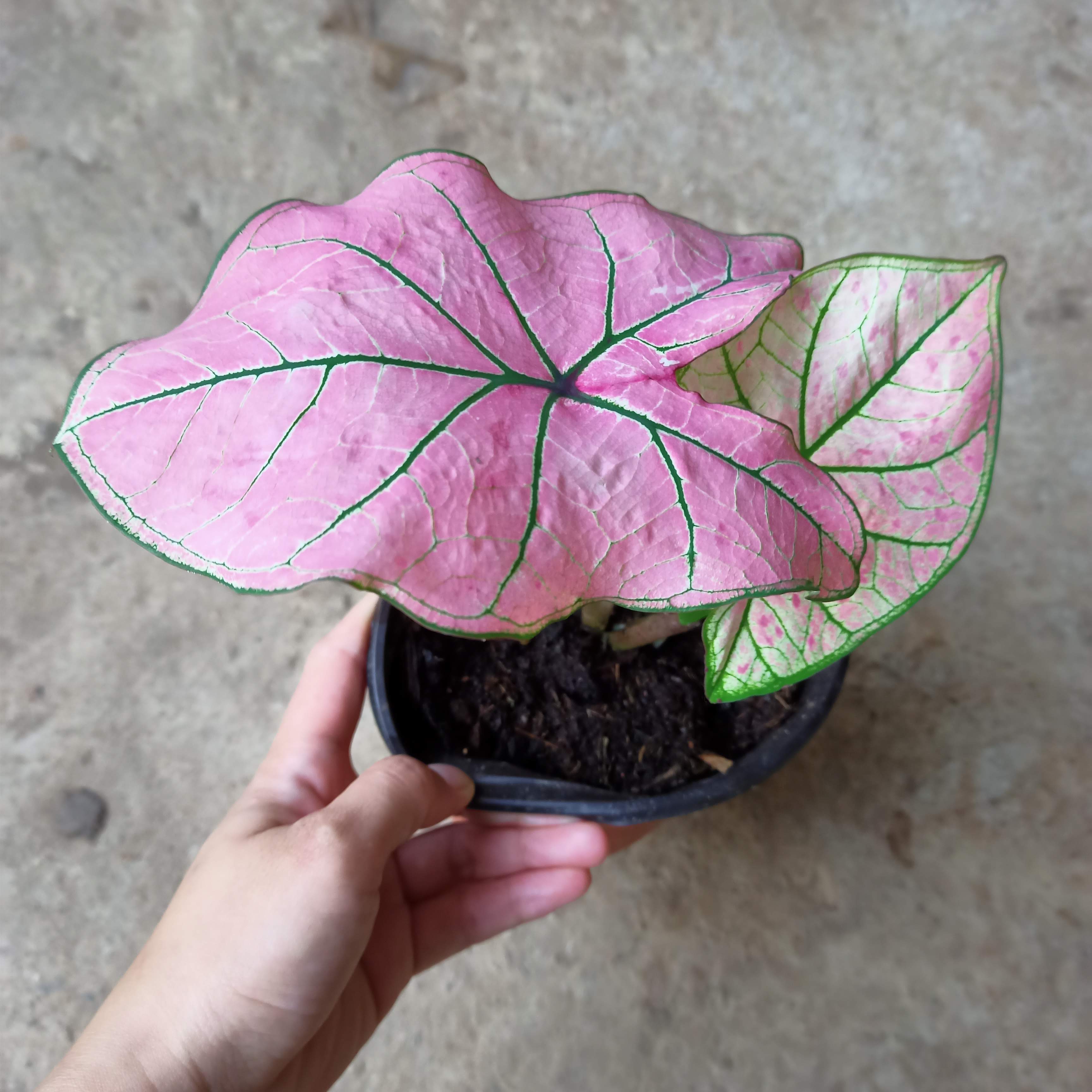 Chậu cây môn dâu lá to- Strawberry Star Caladium