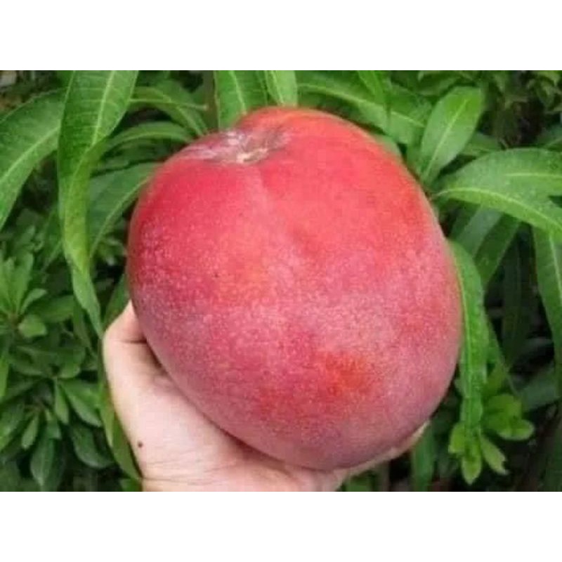 Cây giống xoài đỏ siêu sớm trồng chậu_trung tâm cây giống eakmat tây nguyên