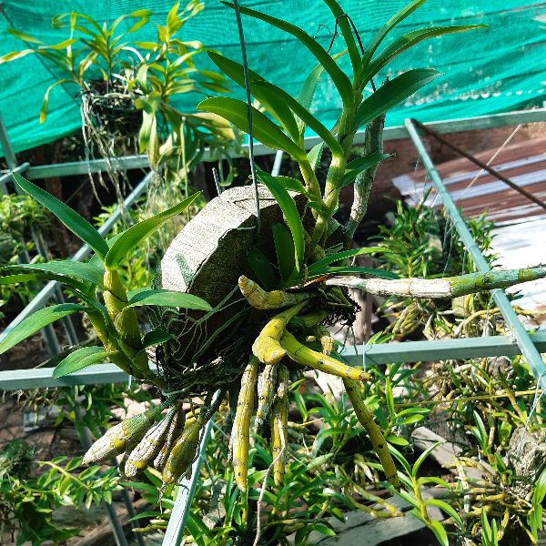 Hoa lan Kim Điệp Xuân