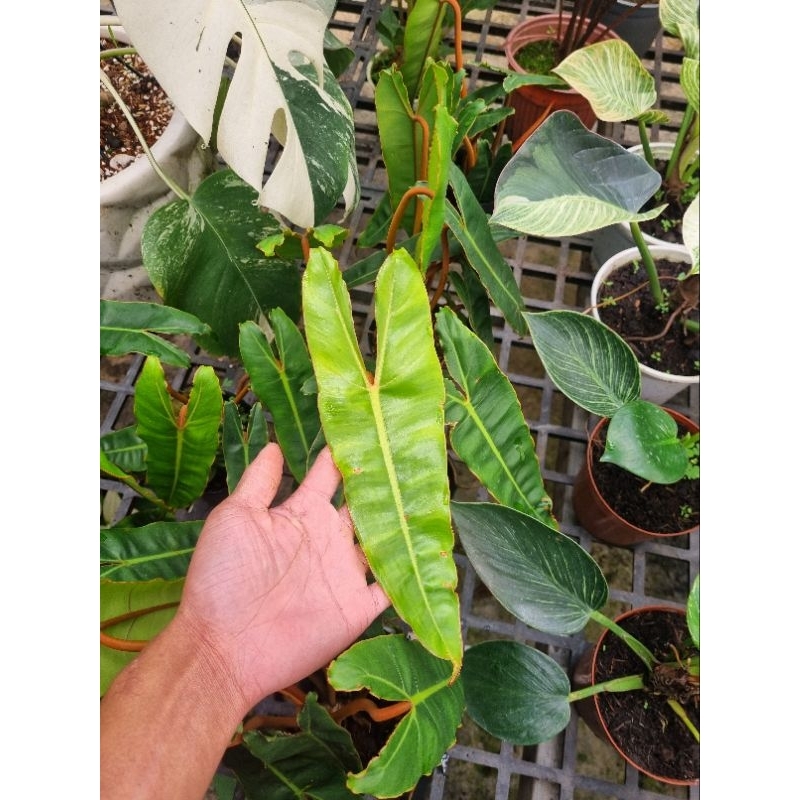Cây philodendron billietiae - Trầu bà hồng hạc