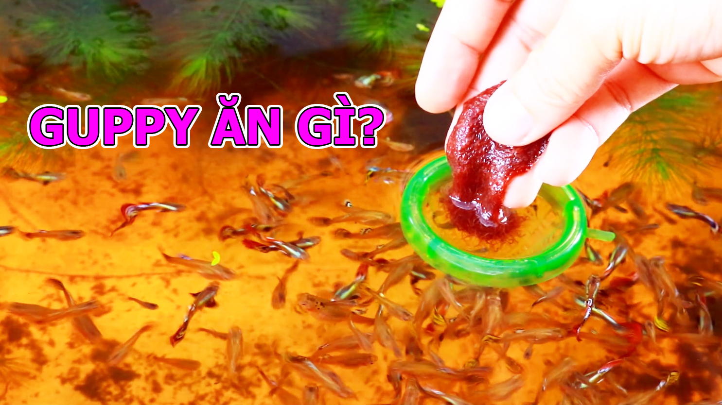 Bio-Nock - Nuôi Cá Cực Khoẻ - Cá Thật Vui Vẻ